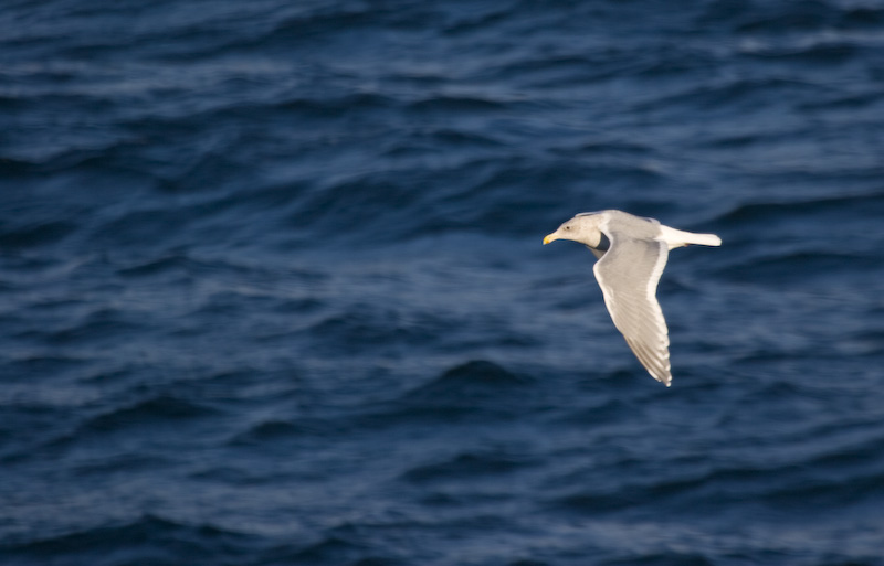 Gull In Flight